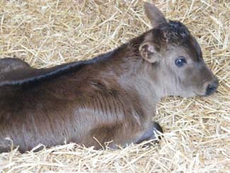 Castlefarm - Young Calf